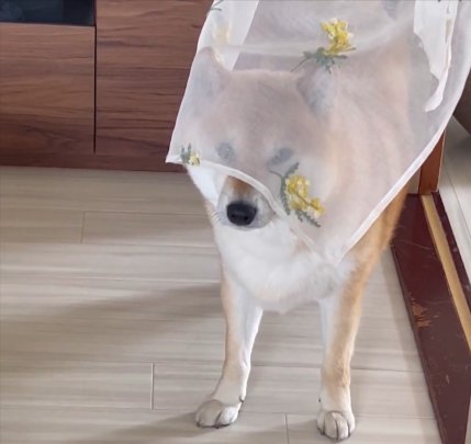 秘密は