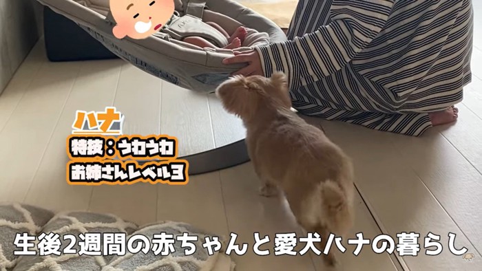 バウンサーに乗る赤ちゃんを見守るハナちゃん