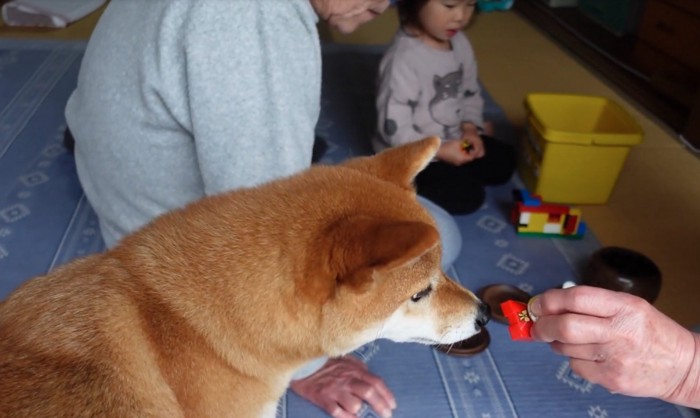 近くで興味を示す柴犬