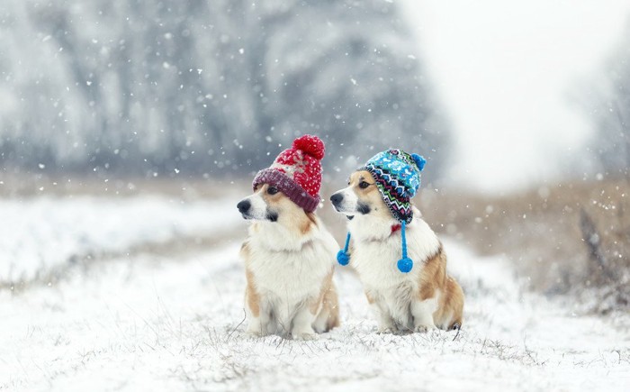 雪の中に佇むコーギーたち