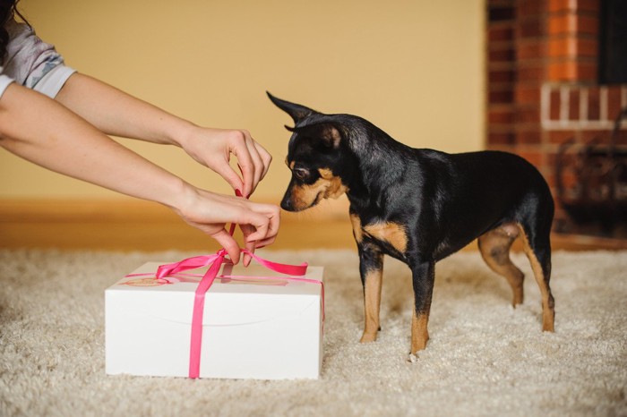 プレゼントを開ける手と犬