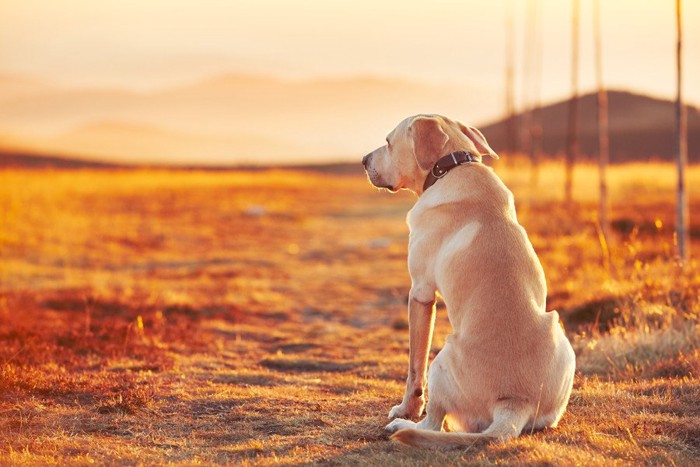 夕焼けと犬の後姿