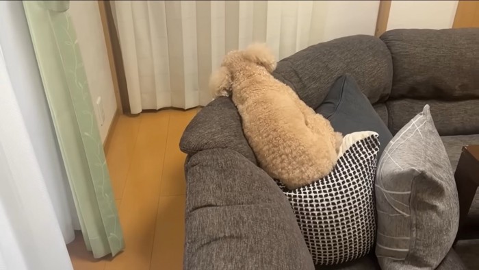 ソファーに座る犬の後姿