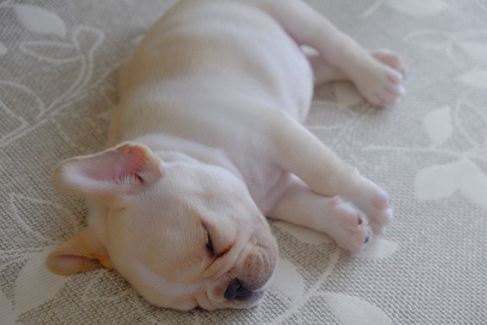 ちょこんと眠る子犬