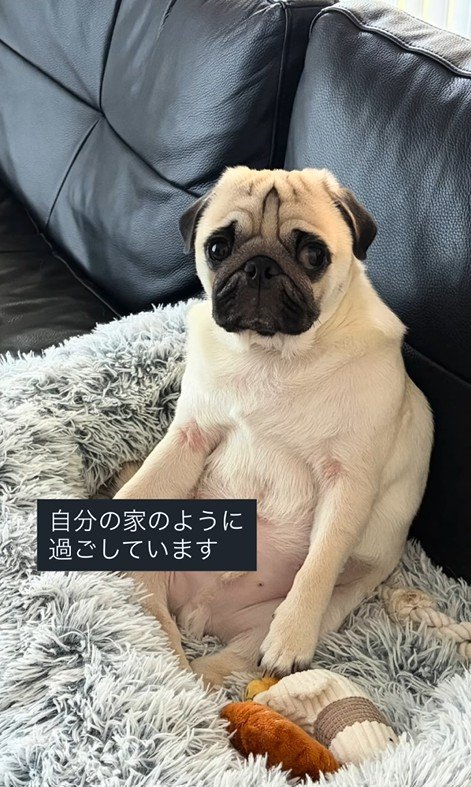 人間のように座るまめぞう君⑩