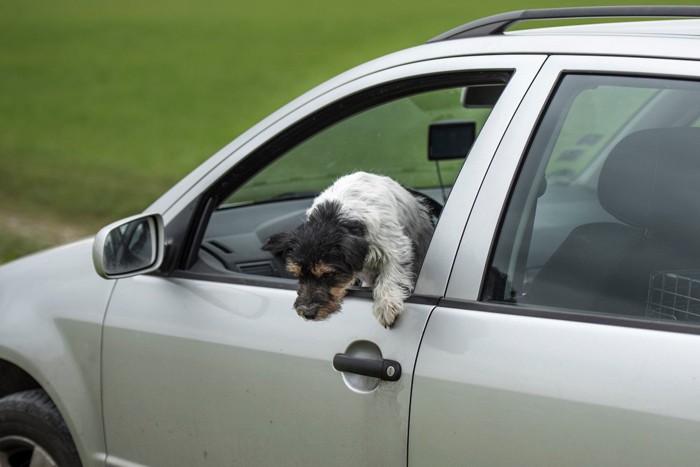 車窓から身を乗り出す犬