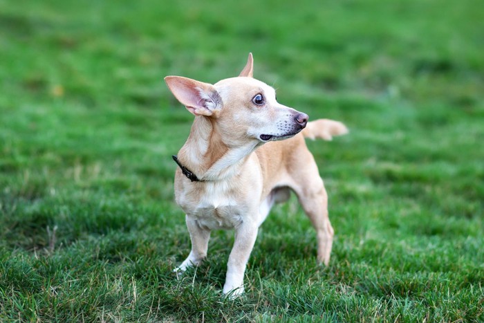 驚いて振り向く犬