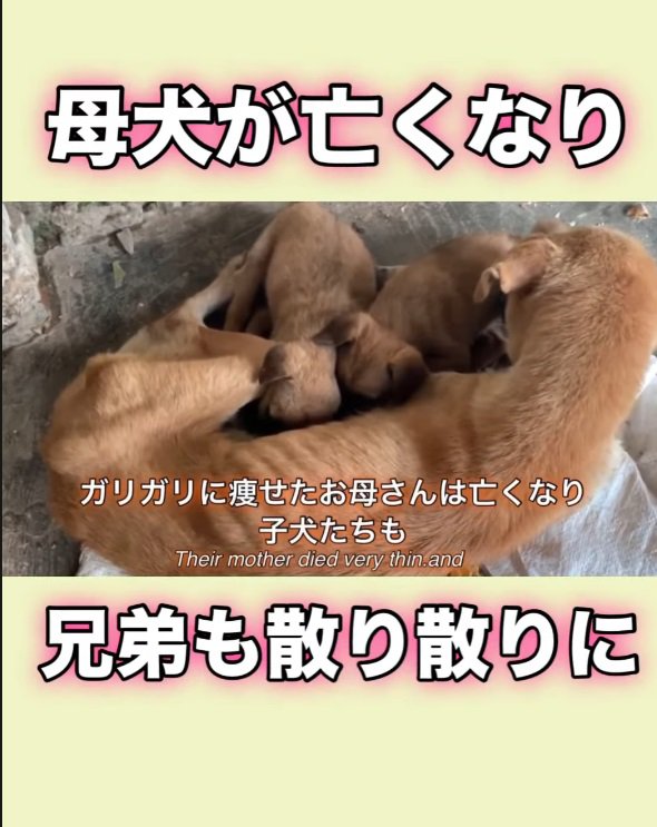 あのときの子犬では？