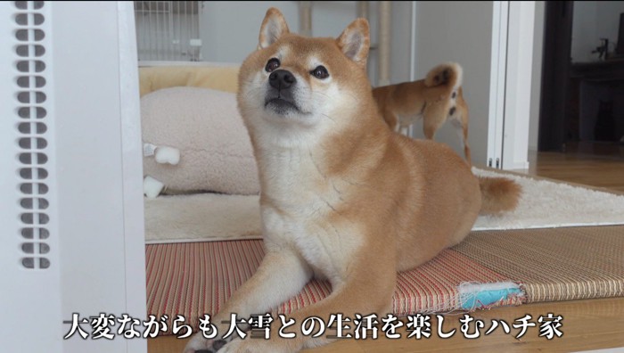 ストーブの前に寝そべる犬