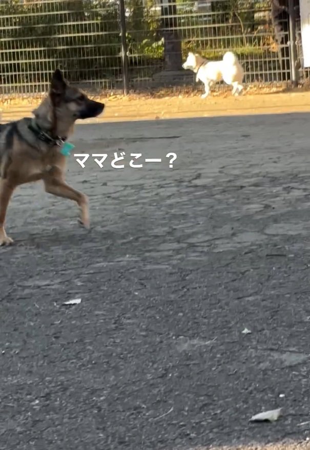 ふたたびママを探すカッパちゃん