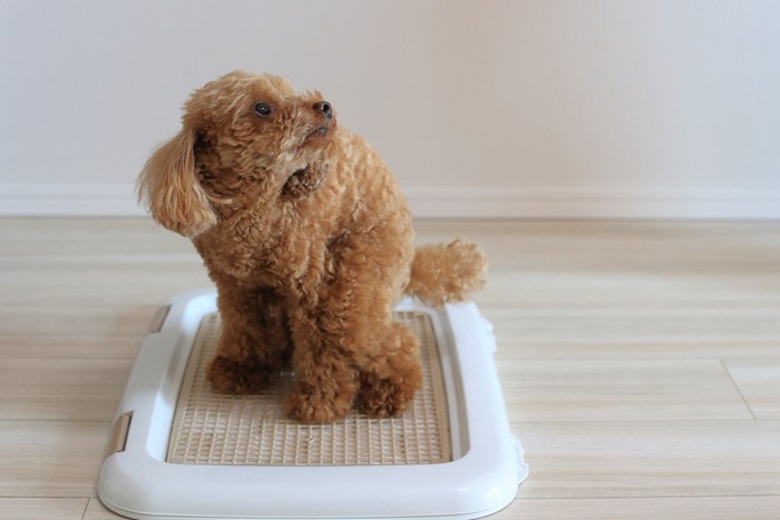 トレーで排泄中の犬