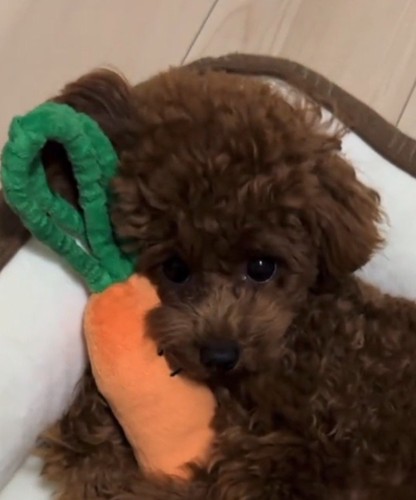 ぬいぐるみに顔を乗せる子犬