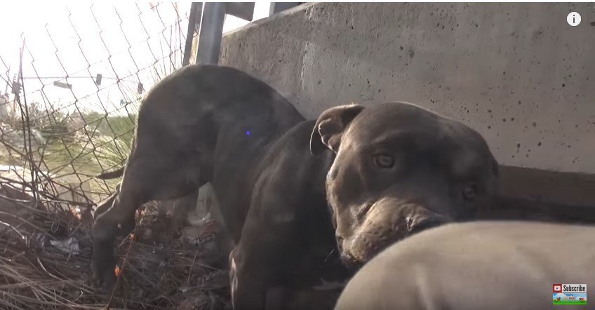 人のひざのにおいをかぐ犬