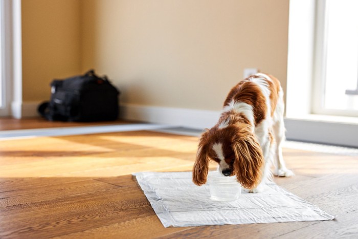 トイレシーツを嗅ぐ犬