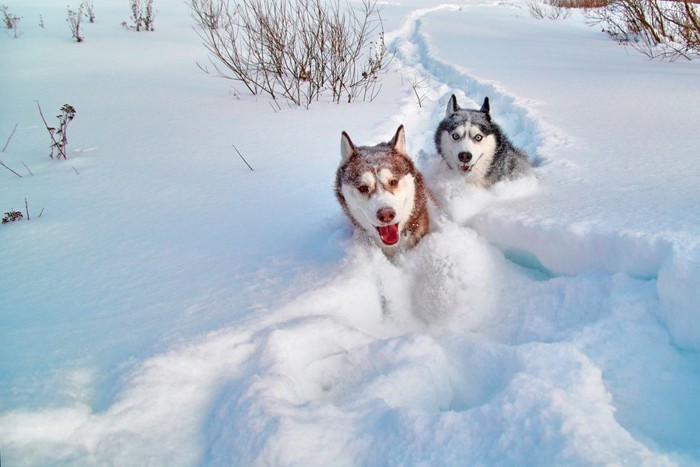 雪に埋もれるシベリアンハスキー