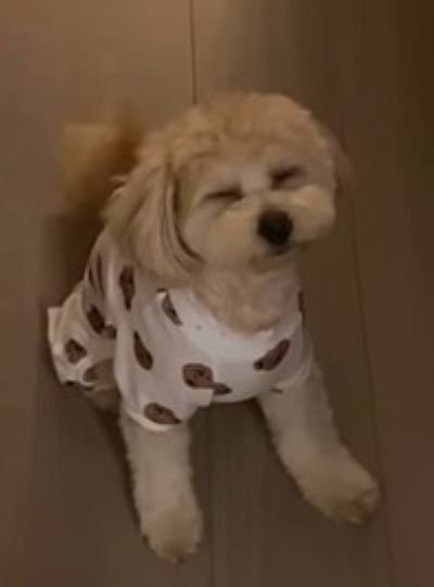 飼い主さんのお見送りをするワンコ2