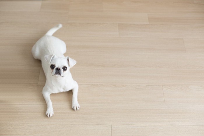 フローリングの上の犬