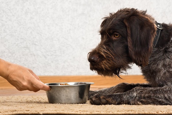 ドッグフードを差し出す手と黒い犬