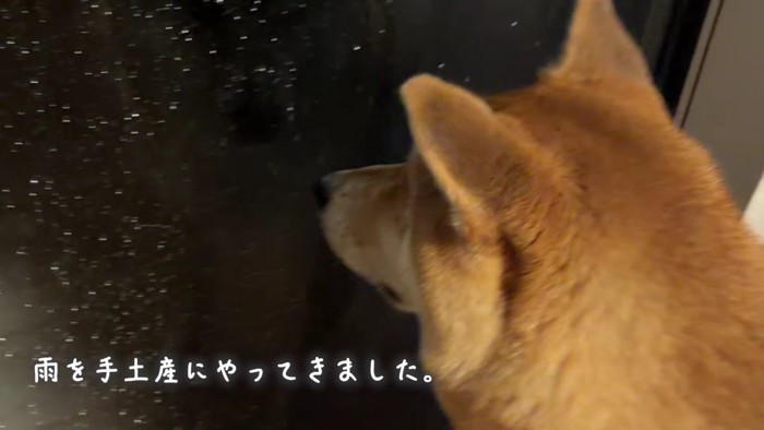 雨でお散歩行けなかった…