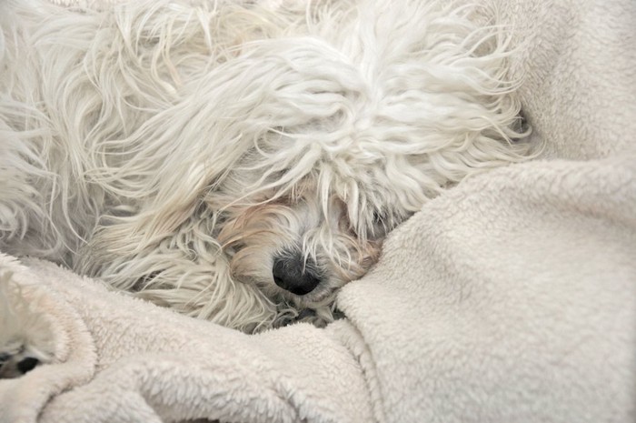 毛布の上で寝る老犬