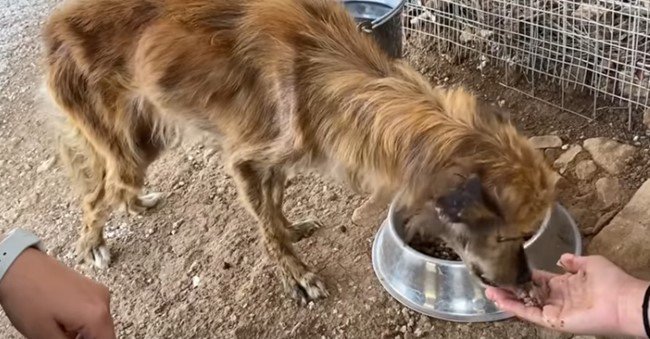 缶詰を食べる犬