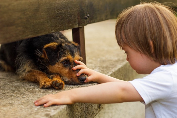 犬を撫でる小さな男の子