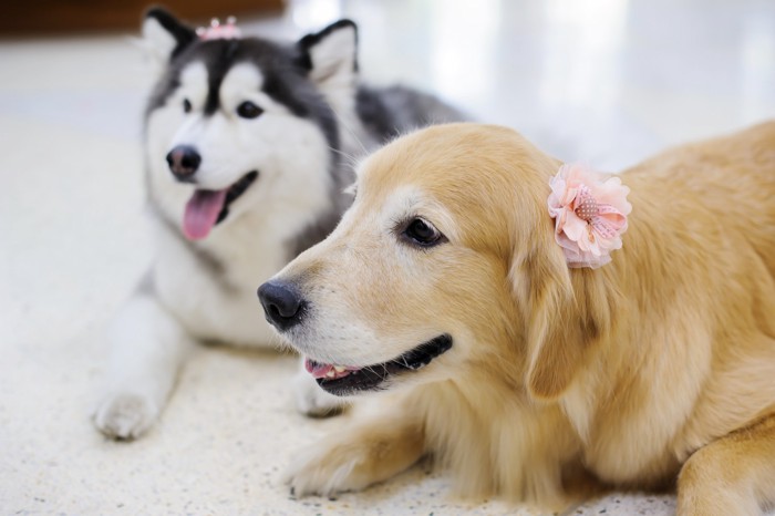 耳に花飾りを付けたゴールデンレトリバーのシニア犬とシベリアンハスキー