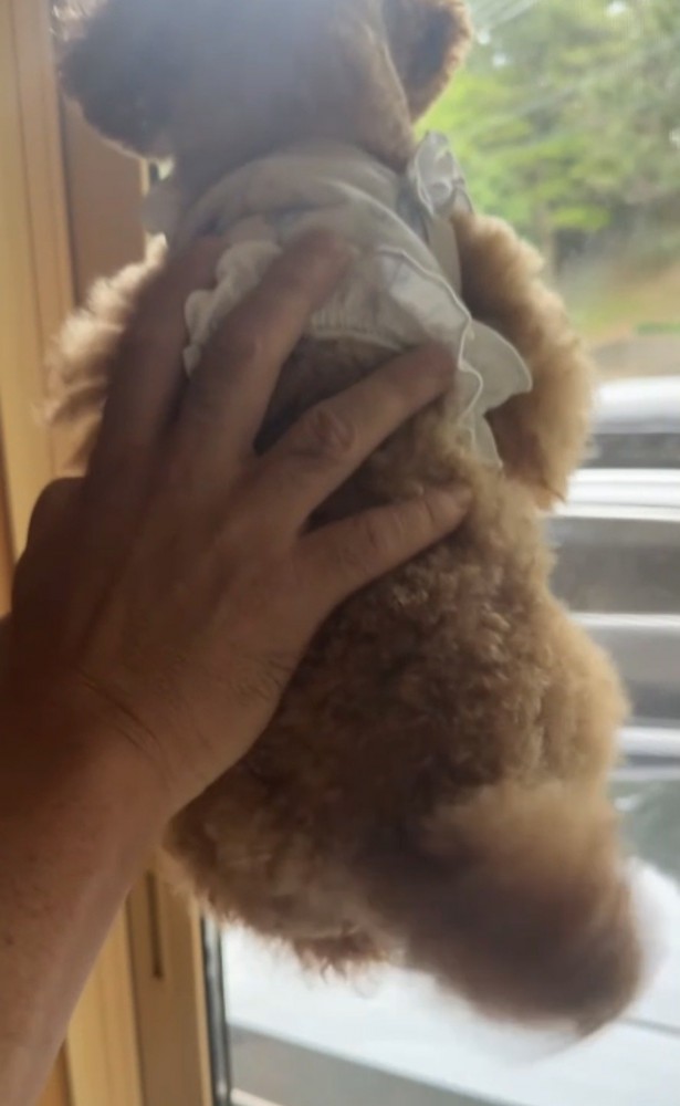 外を見てしっぽを振る犬