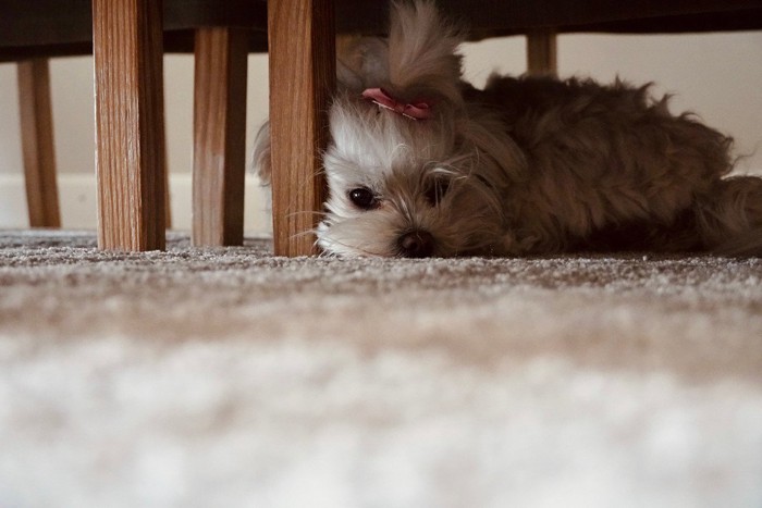 家具の下にいる犬