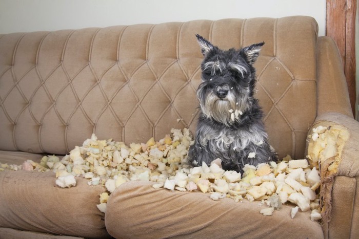 ソファーをボロボロに破壊している犬