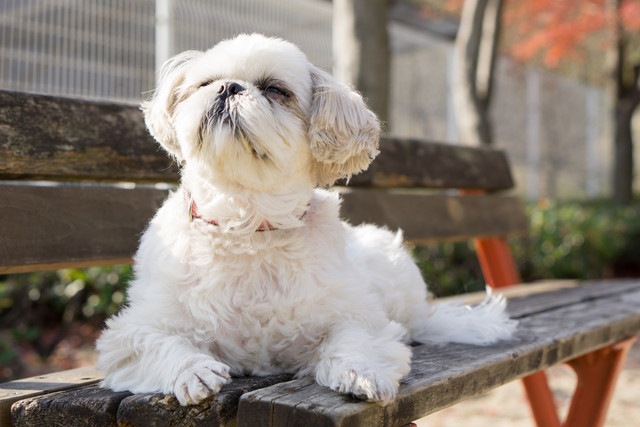 ベンチから動かない犬