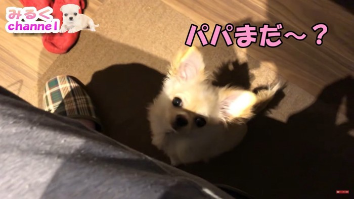 一緒に寝たいみるくちゃん