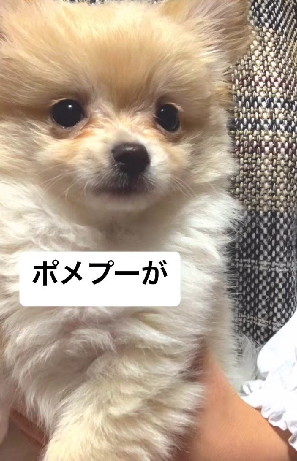 ポメプーの紅ちゃん