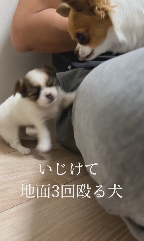 あえなく転がるデブちゃん…