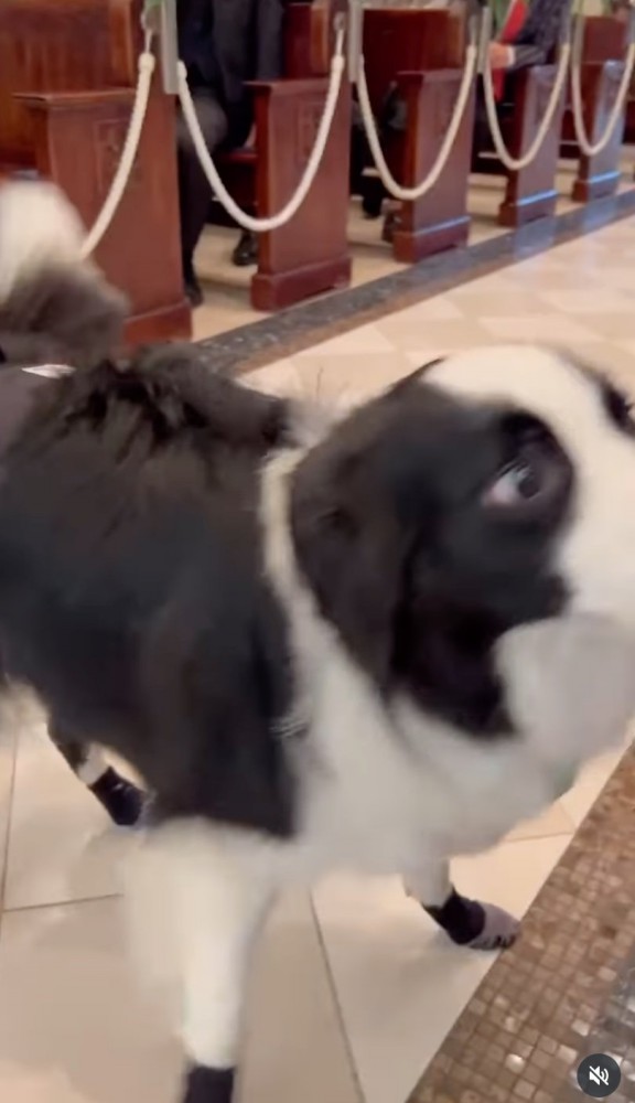 戻って挨拶する犬