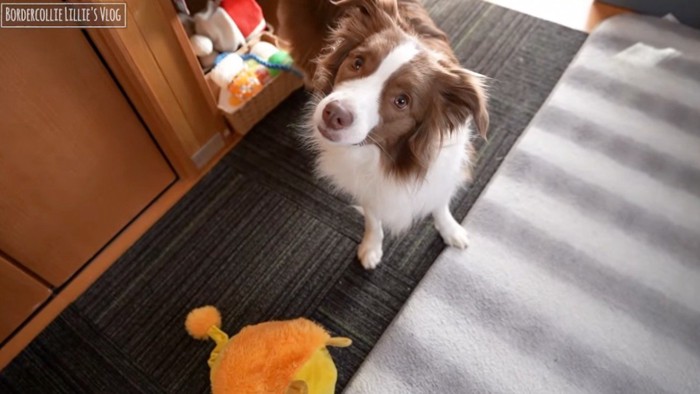 飼い主にぬいぐるみを持ってくる犬