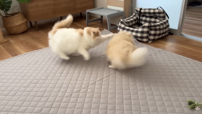 ついに激怒！
