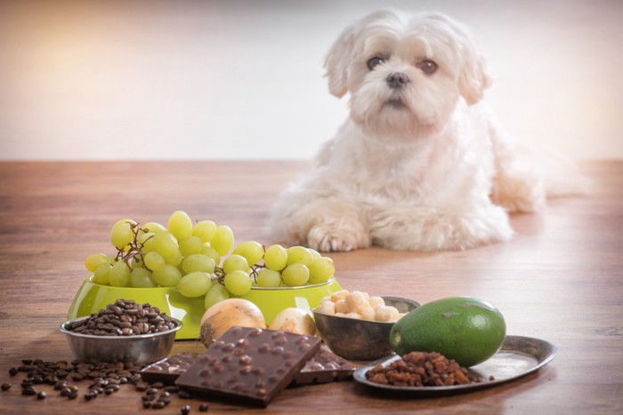 犬にNGな食べ物と犬