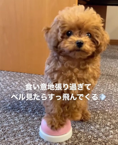 ベルを押す子犬