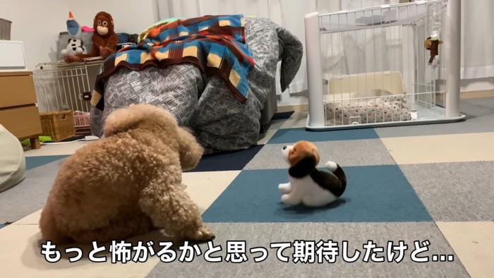 動く犬のおもちゃを見たいちごちゃん＆ミルクくん2