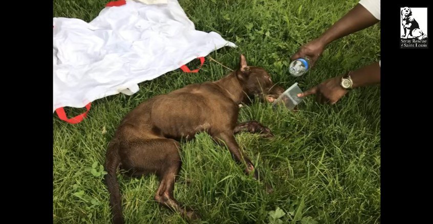 寝たまま水を飲む犬