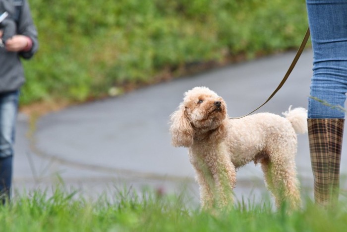 散歩トレーニング中の犬