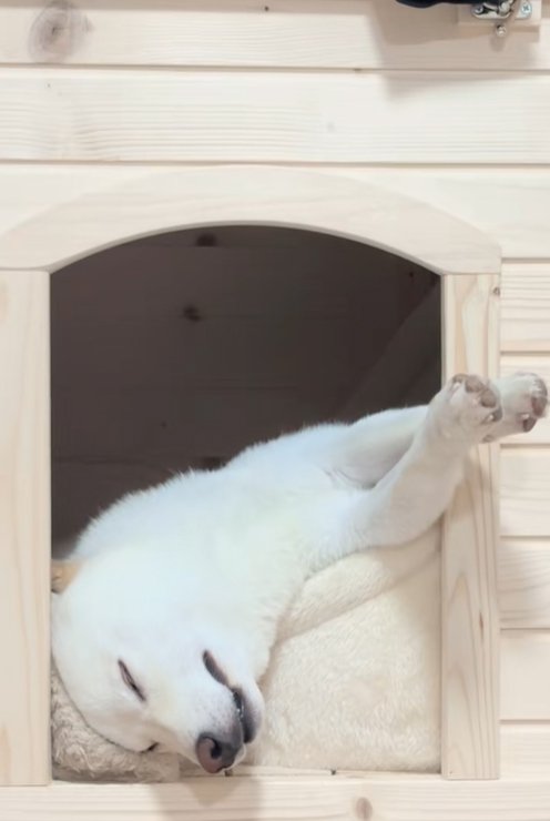 小屋からはみ出して眠る柴犬