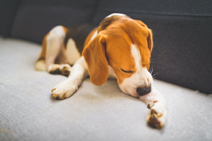 自分の前足を舐めているビーグル犬