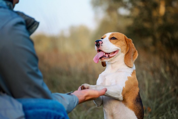 トレーニングする犬