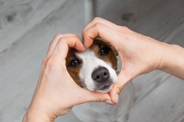 指ハートで顔を囲まれている犬