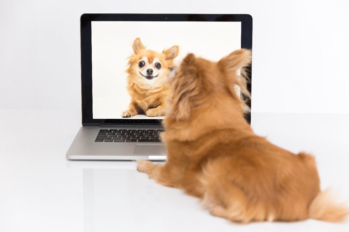 デイスプレイに映った犬