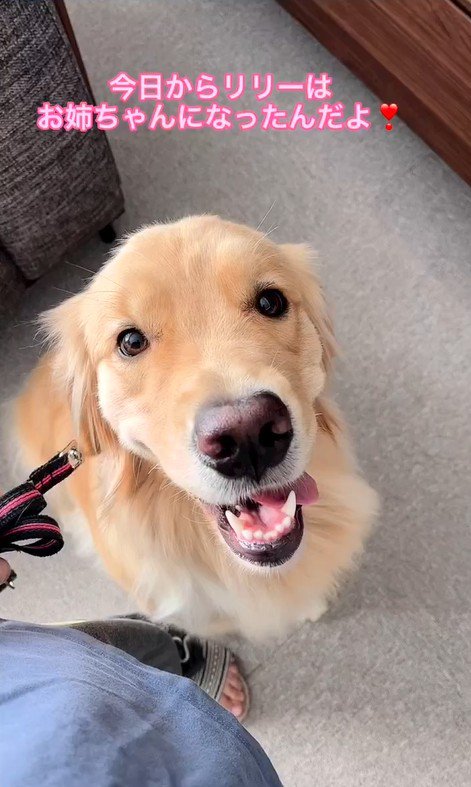 リリーちゃんと弟くんの初対面