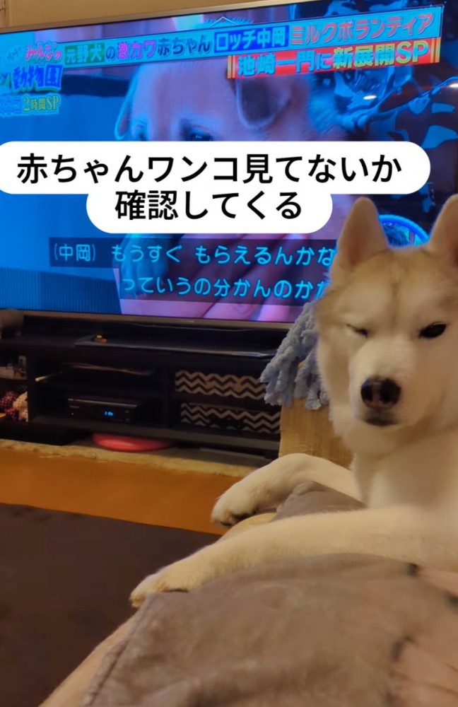 片目を瞑る犬