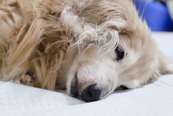 横になる老犬